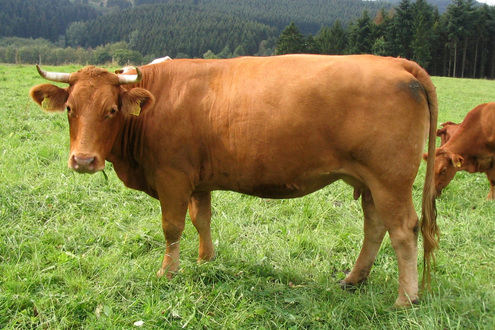 Click on the photo for the original