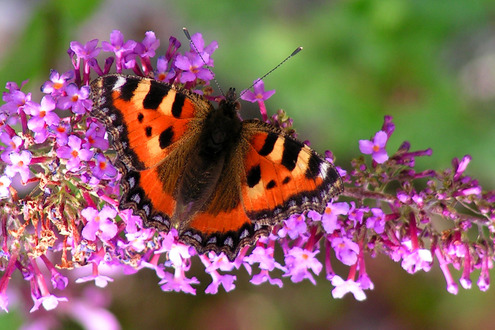 Click on the photo for the original