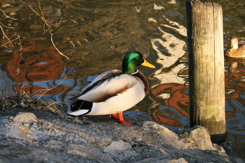 Click on the photo for the original