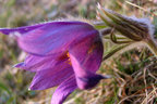 Küchenschelle