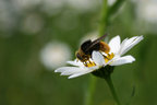 Margerite mit Biene