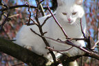 Katze